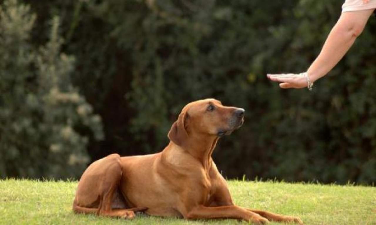 Adiestrador canino en Toledo