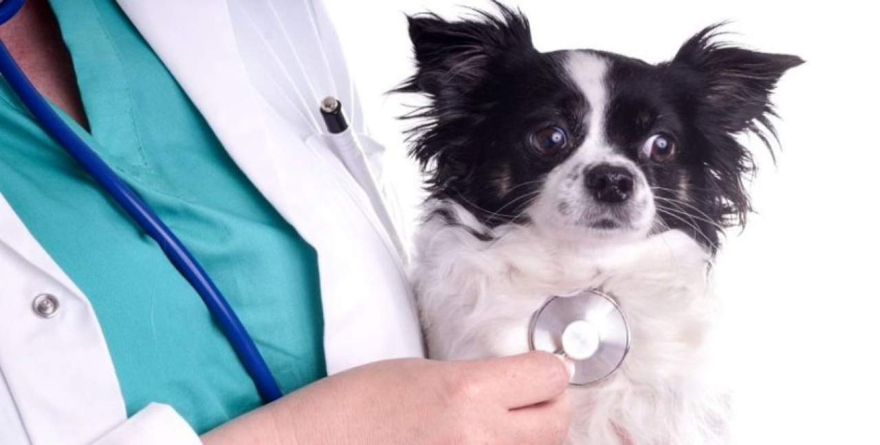 Mejores cursos de veterinaria Madrid