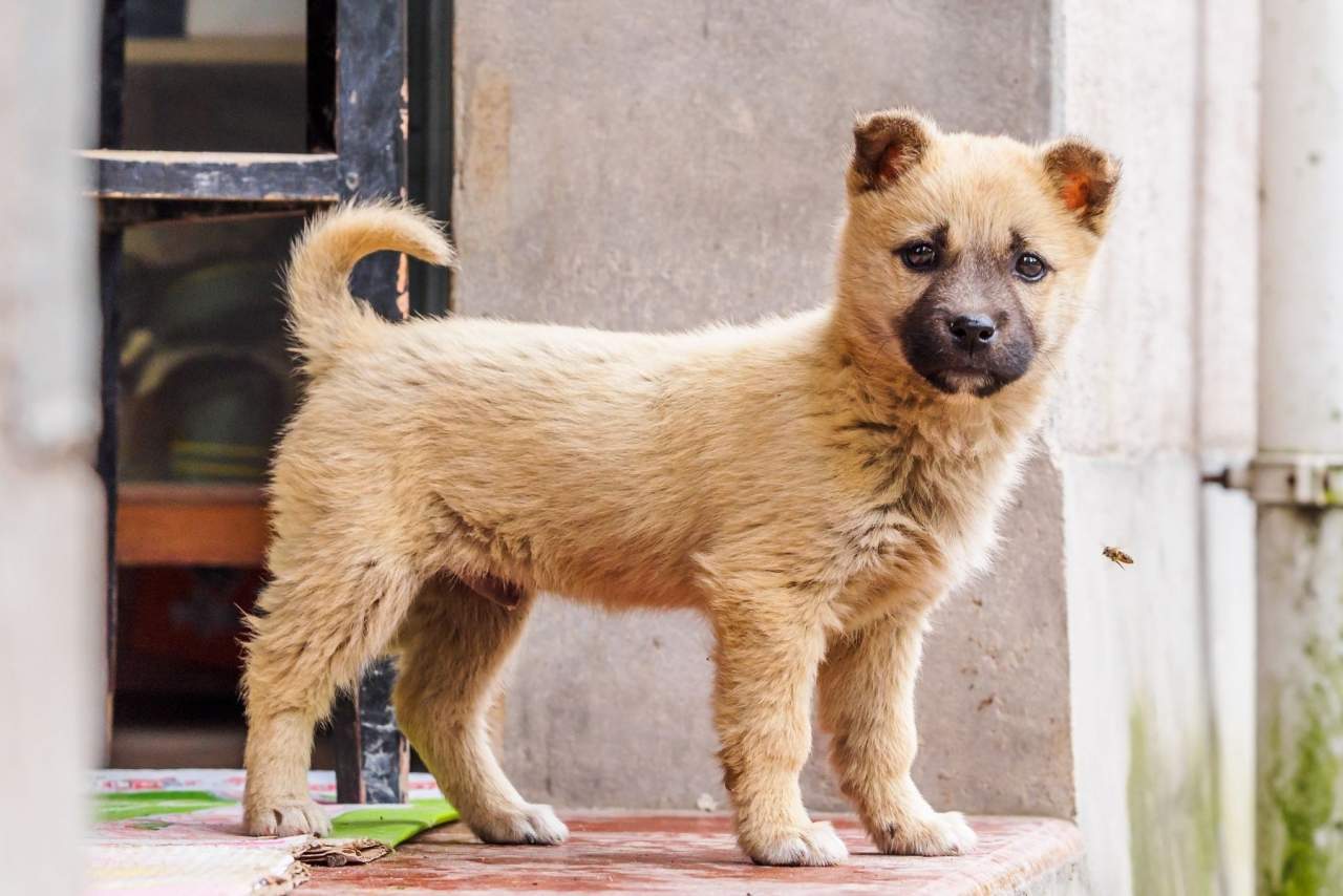 ¿ Cuándo empezar a educar a mi cachorro?