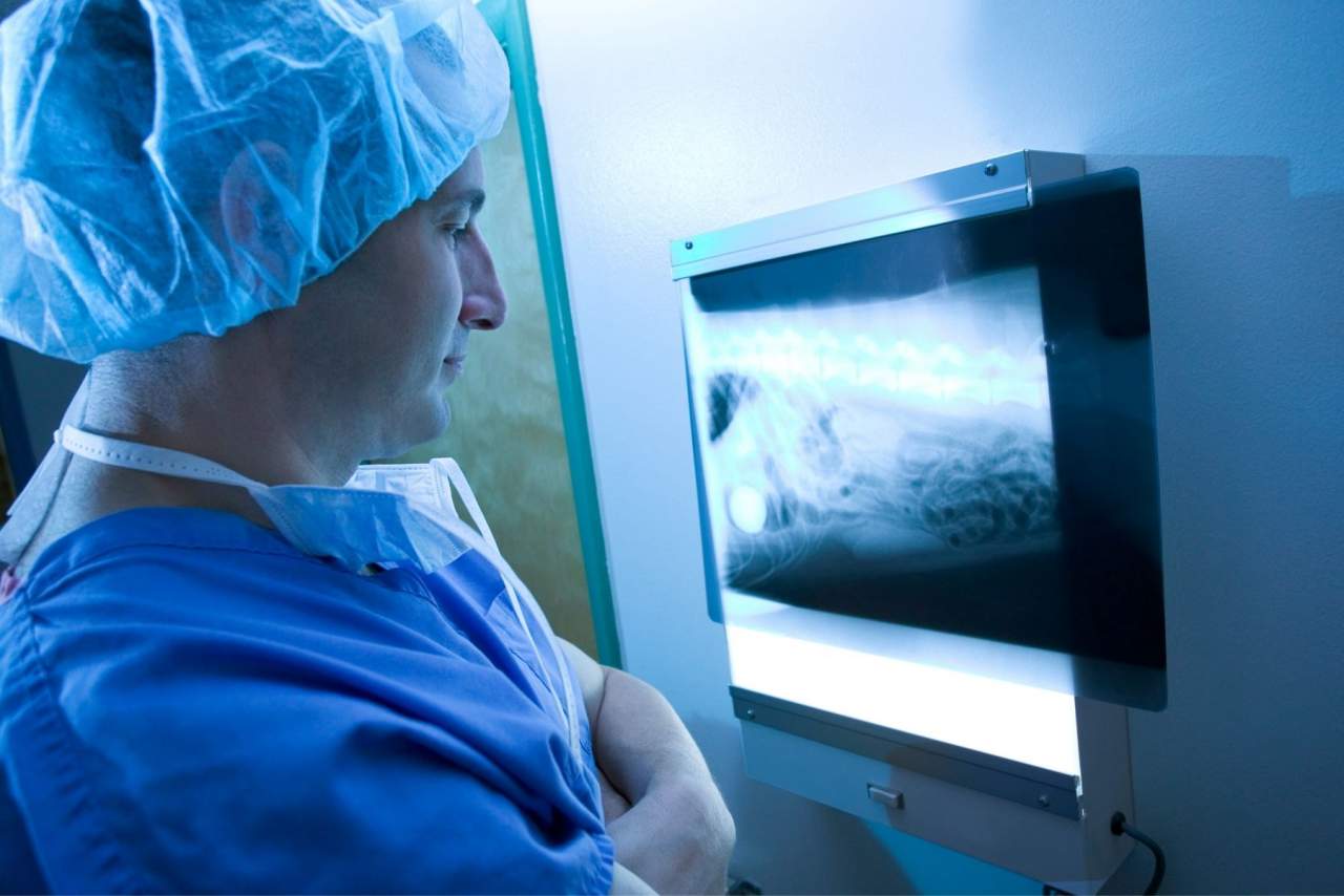 Funciones del software veterinario PetClinic