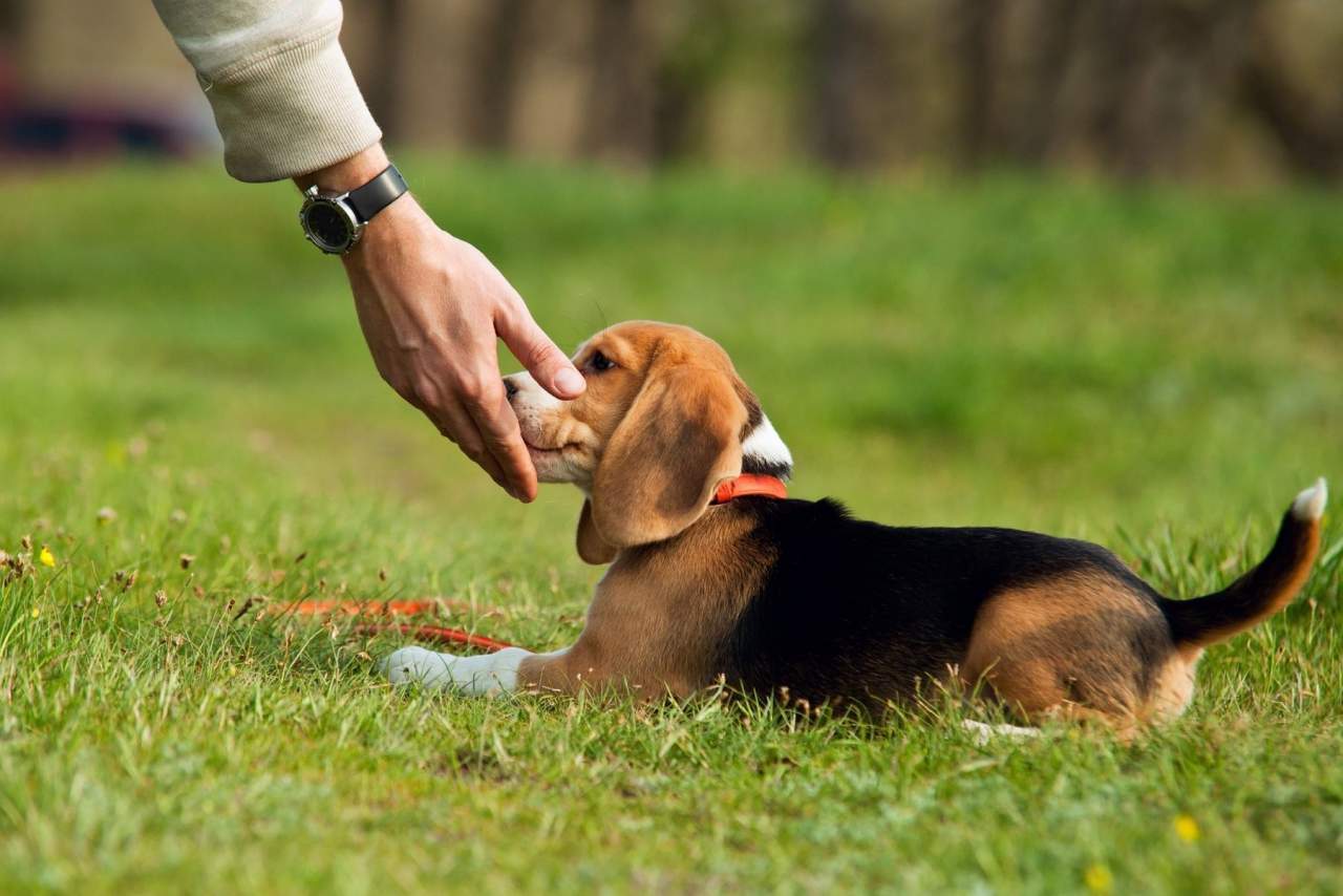 Adiestramiento de cachorros en Zaragoza con Binomium