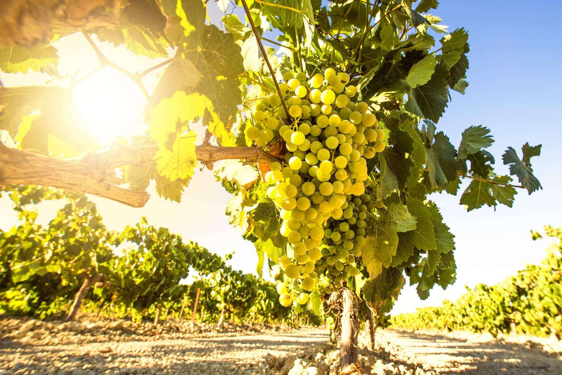 El marco de Jerez: Los vinos de Jerez que se deben probar en De Gálvez