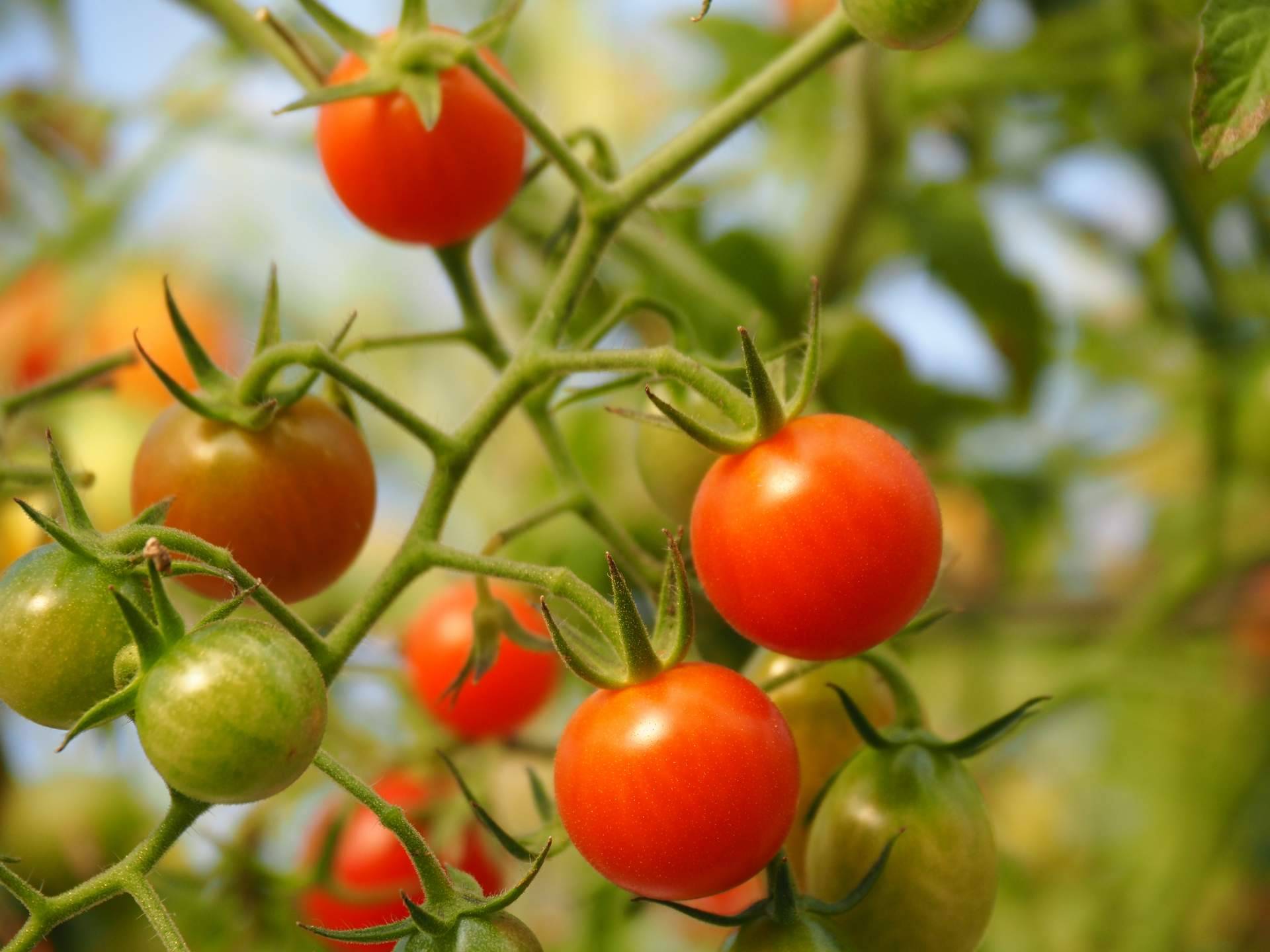 EcoSarga repara en la importancia de las propiedades del tomate ecológico