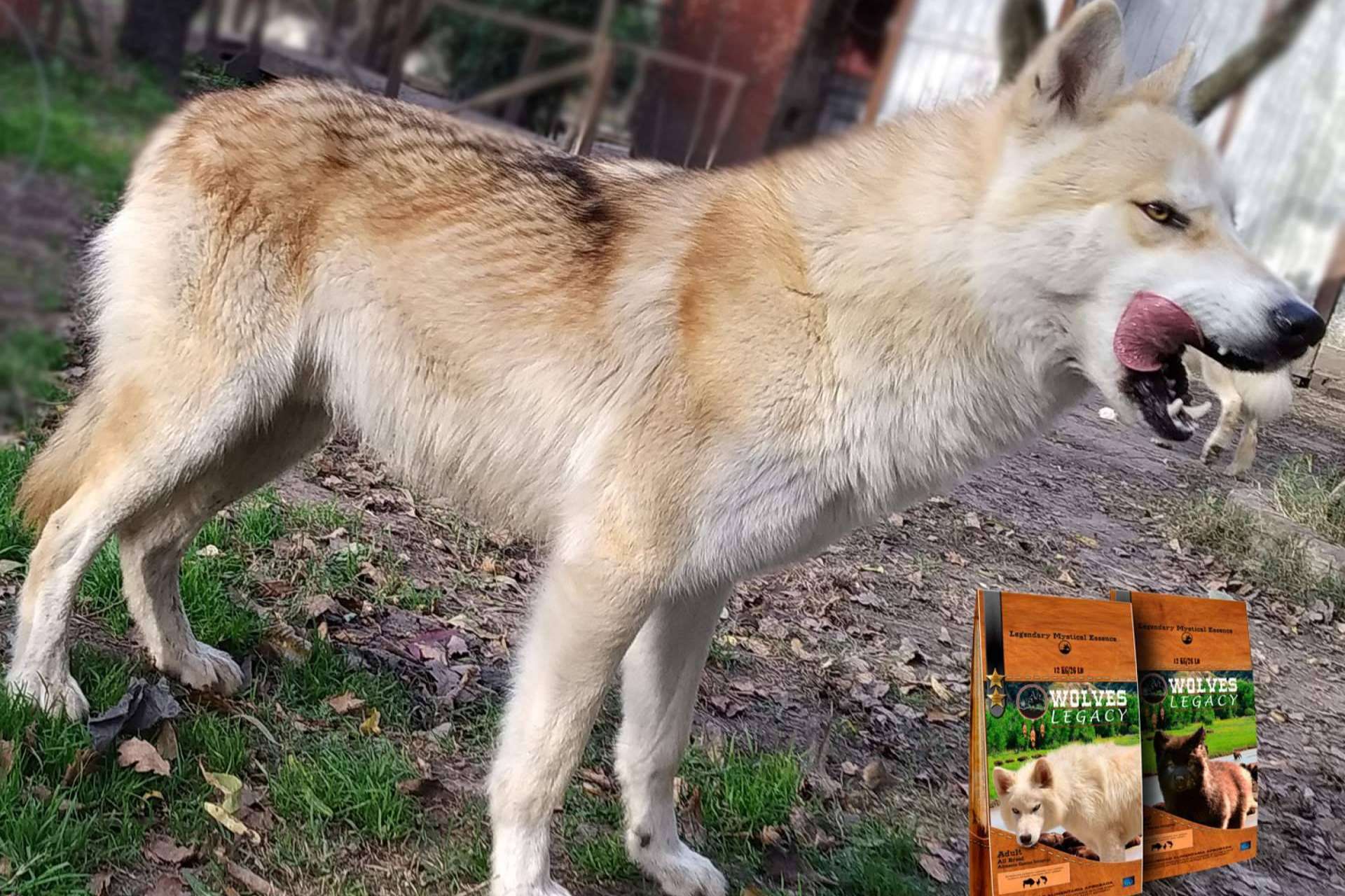 ¿Por qué son tan importantes los lobos y perros lobos CRW para Wolves Legacy?