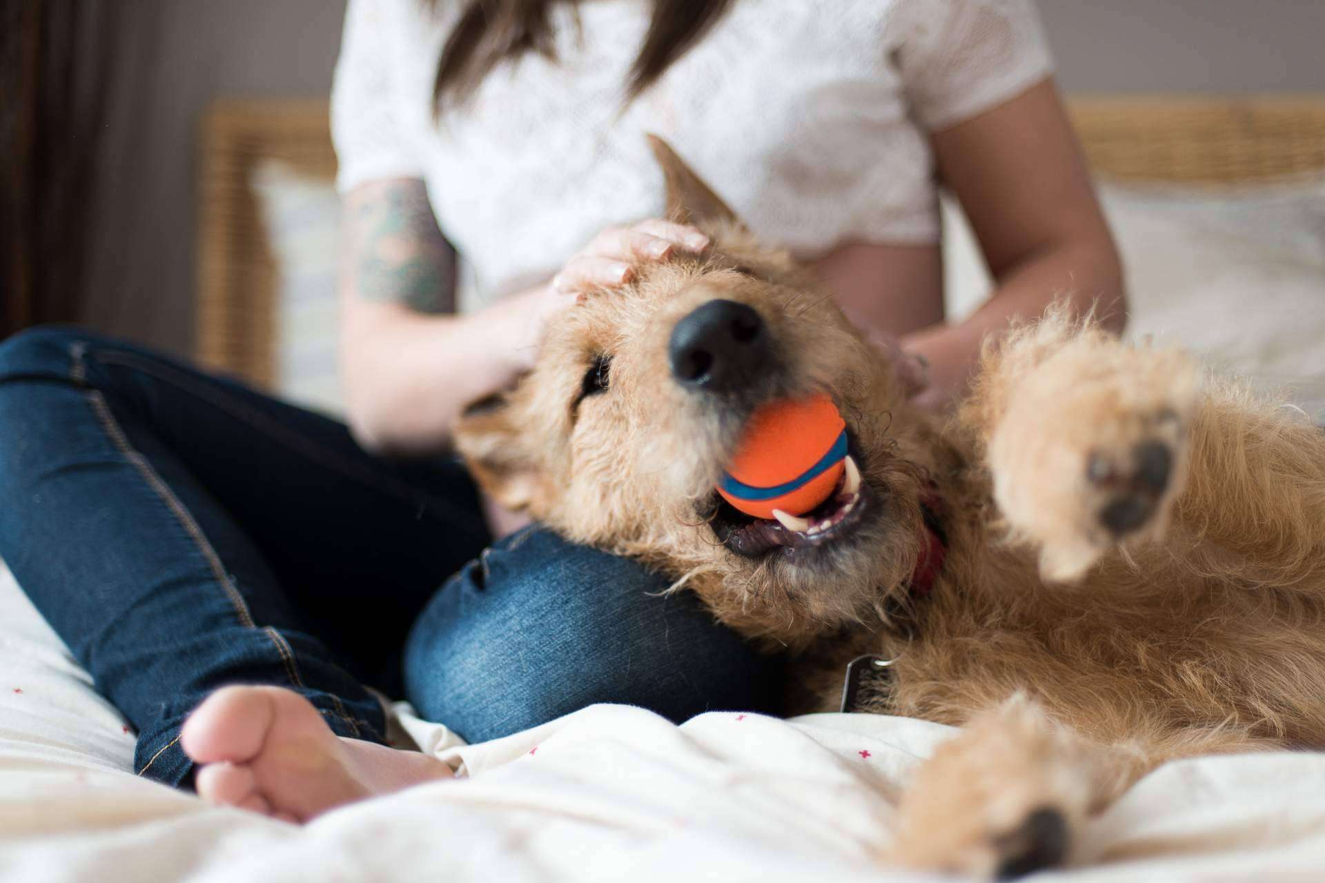 La plataforma Miwuki Pet Shelter busca una solución al abandono de mascotas en España