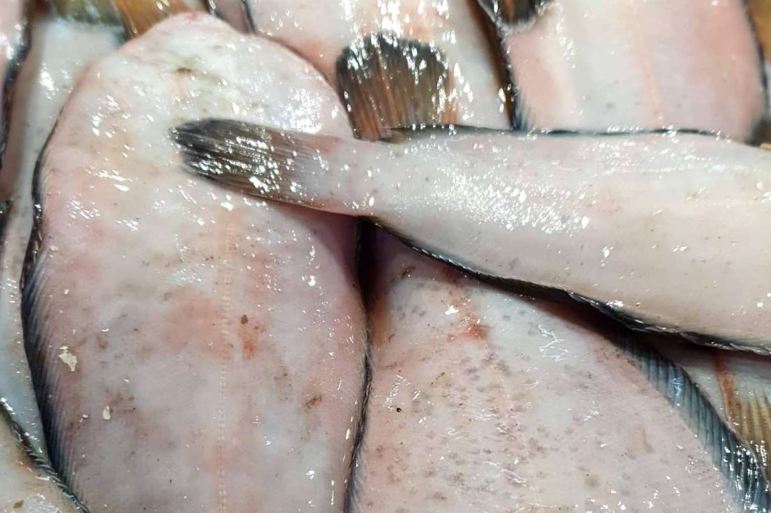 ¿Dónde adquirir pescados, mariscos, moluscos y vinos?