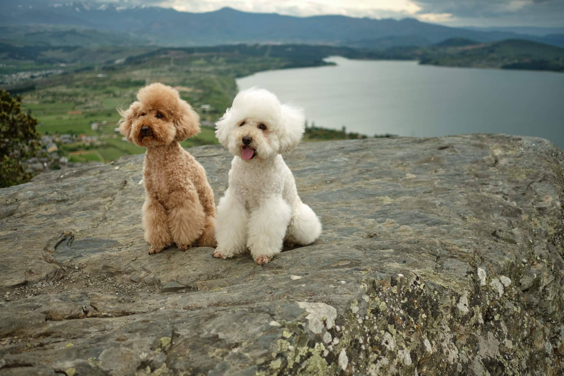 Información acerca los caniche toy de la mano de Micaniche.com
