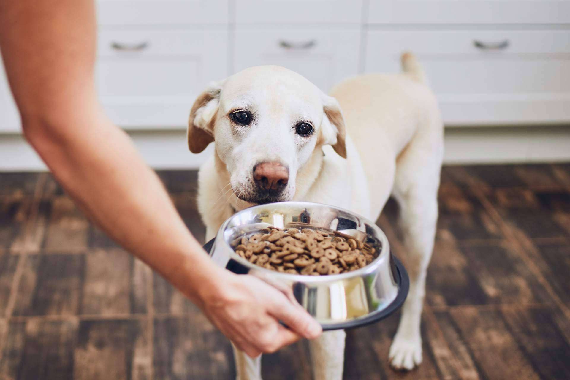Pienso para perros ¿qué es?