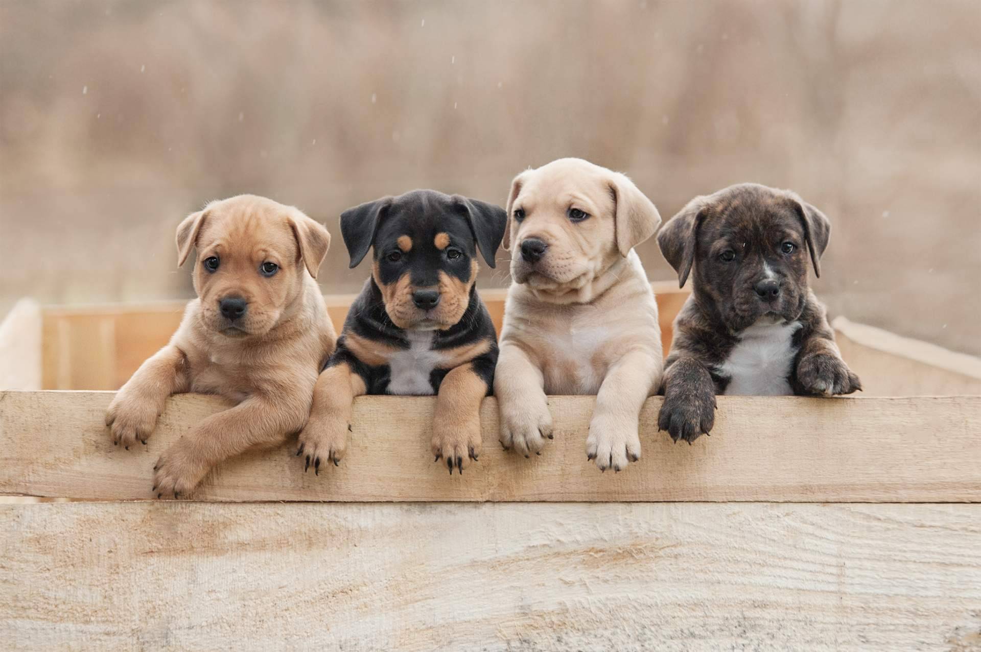 101 Cachorros, un criadero especializado que ofrece todas las garantías en sus servicios