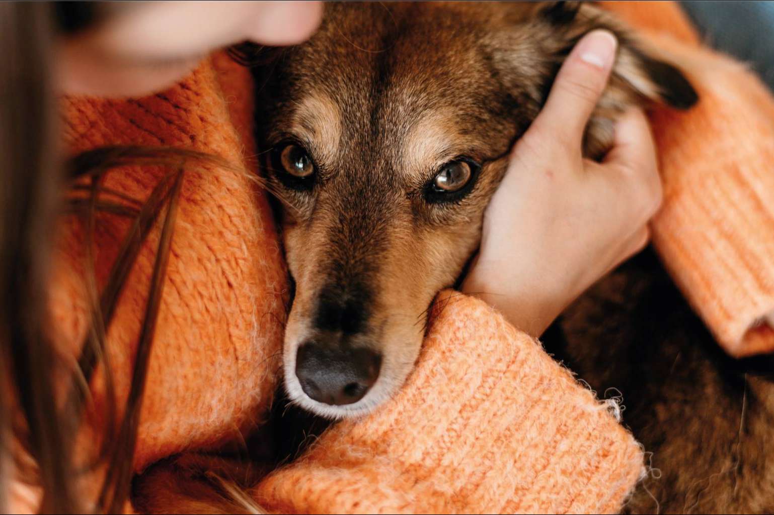 Pets4Good, la tienda de accesorios para mascotas que apoya causas benéficas