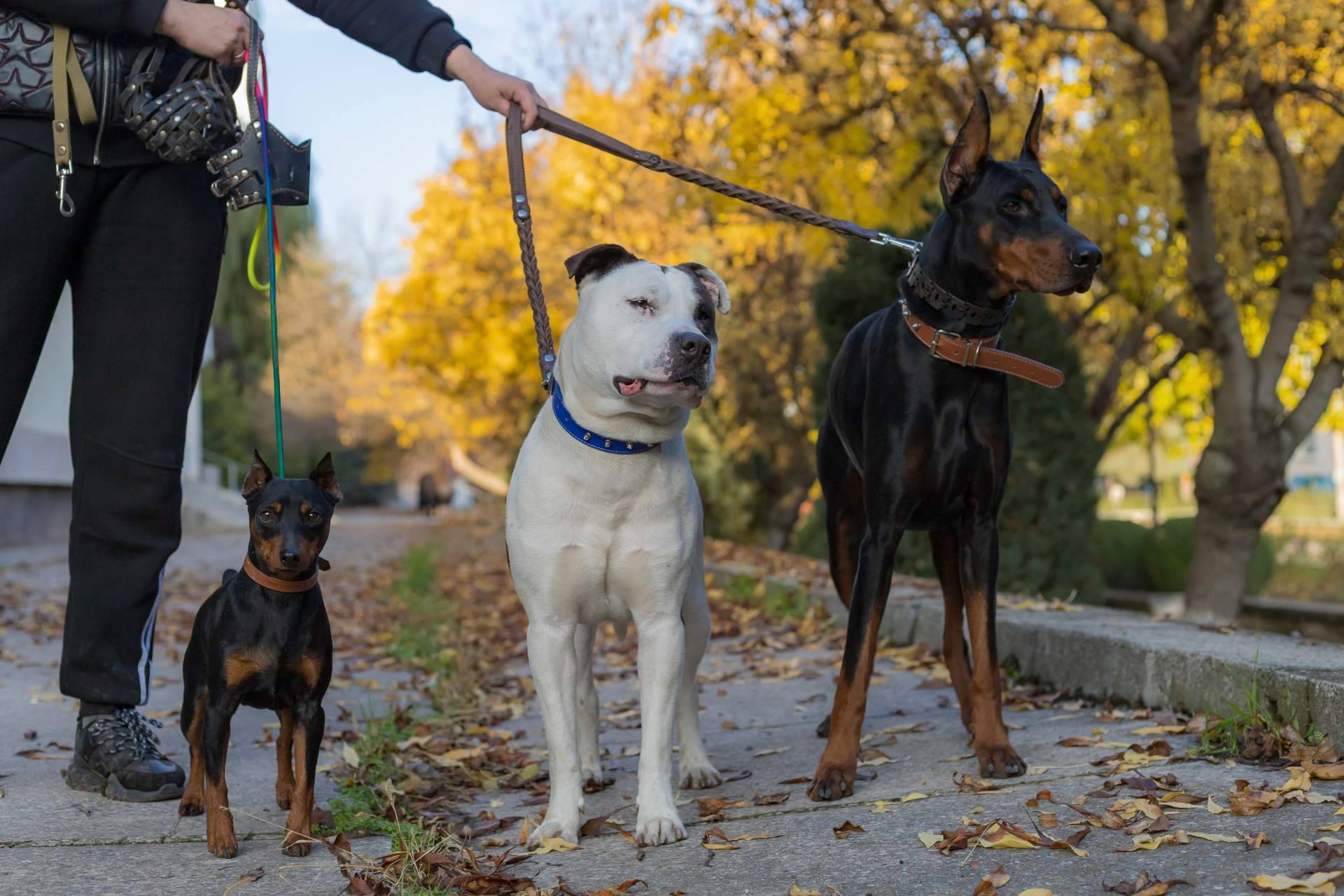 ¿Cuál es la verdad sobre los perros potencialmente peligrosos?