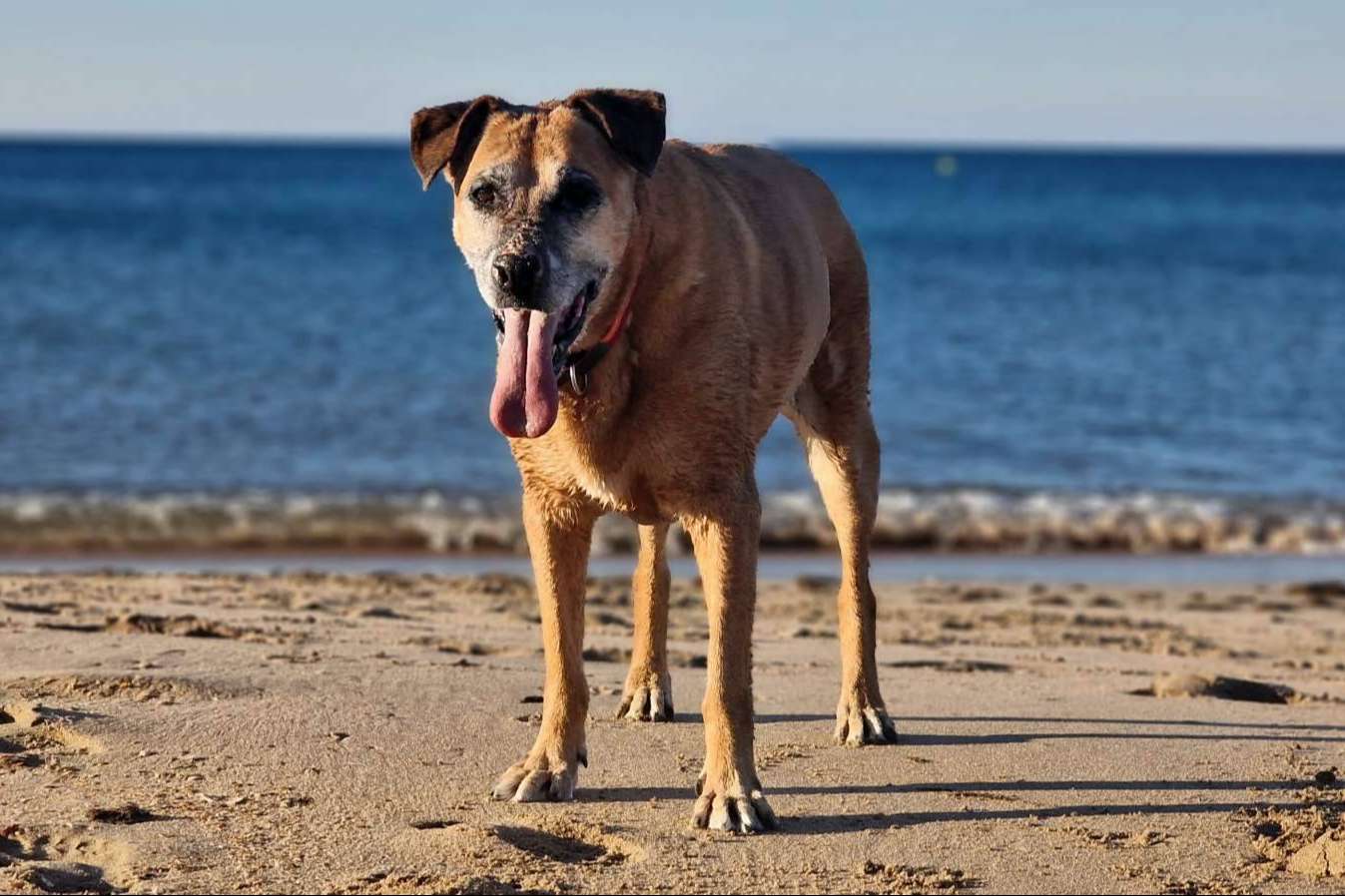 ¿Dónde encontrar una guardería de día para el cuidado de los perros? PERROBUENO