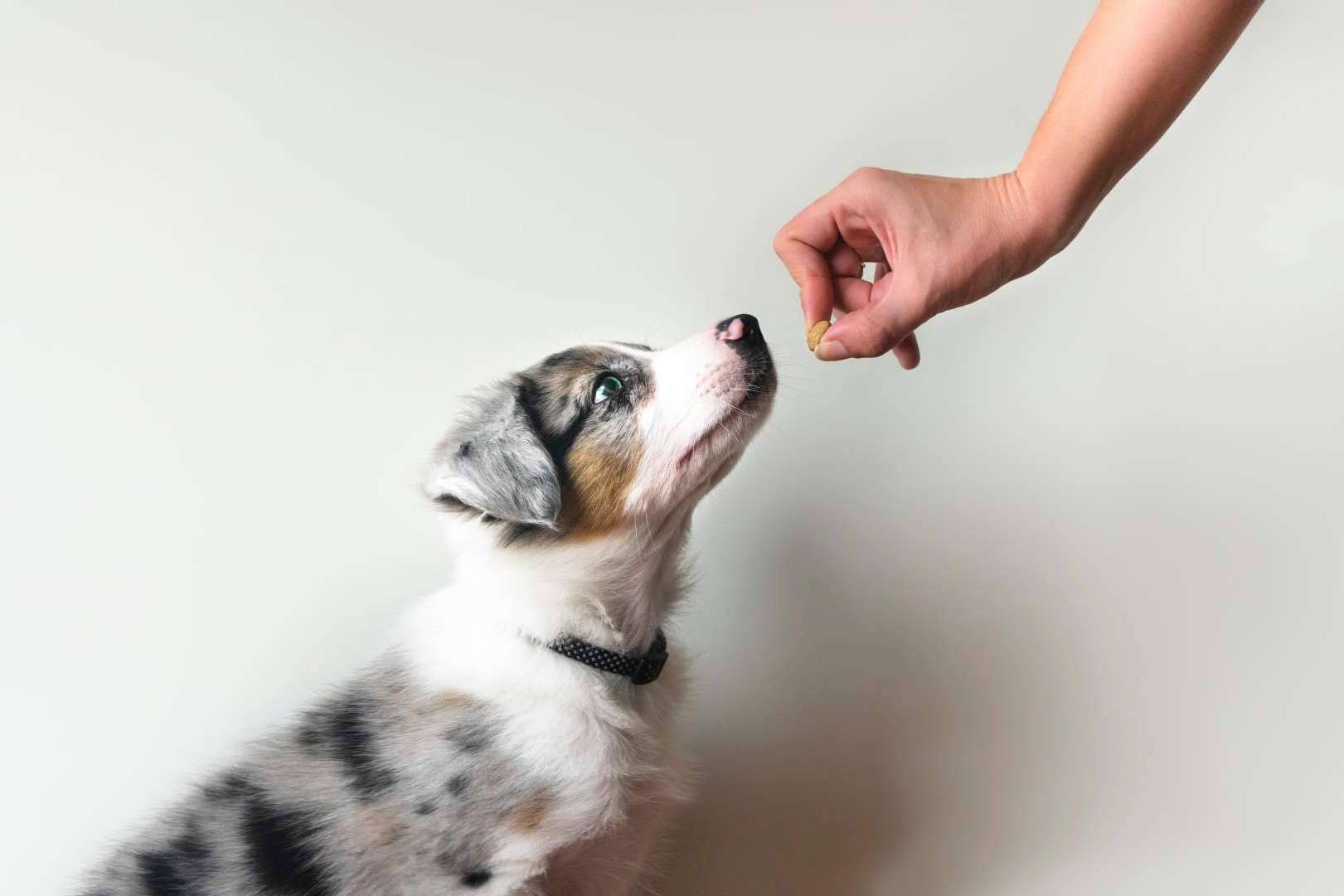¿Qué ofrece el programa de adiestramiento de perros de Cachorros del Valle?