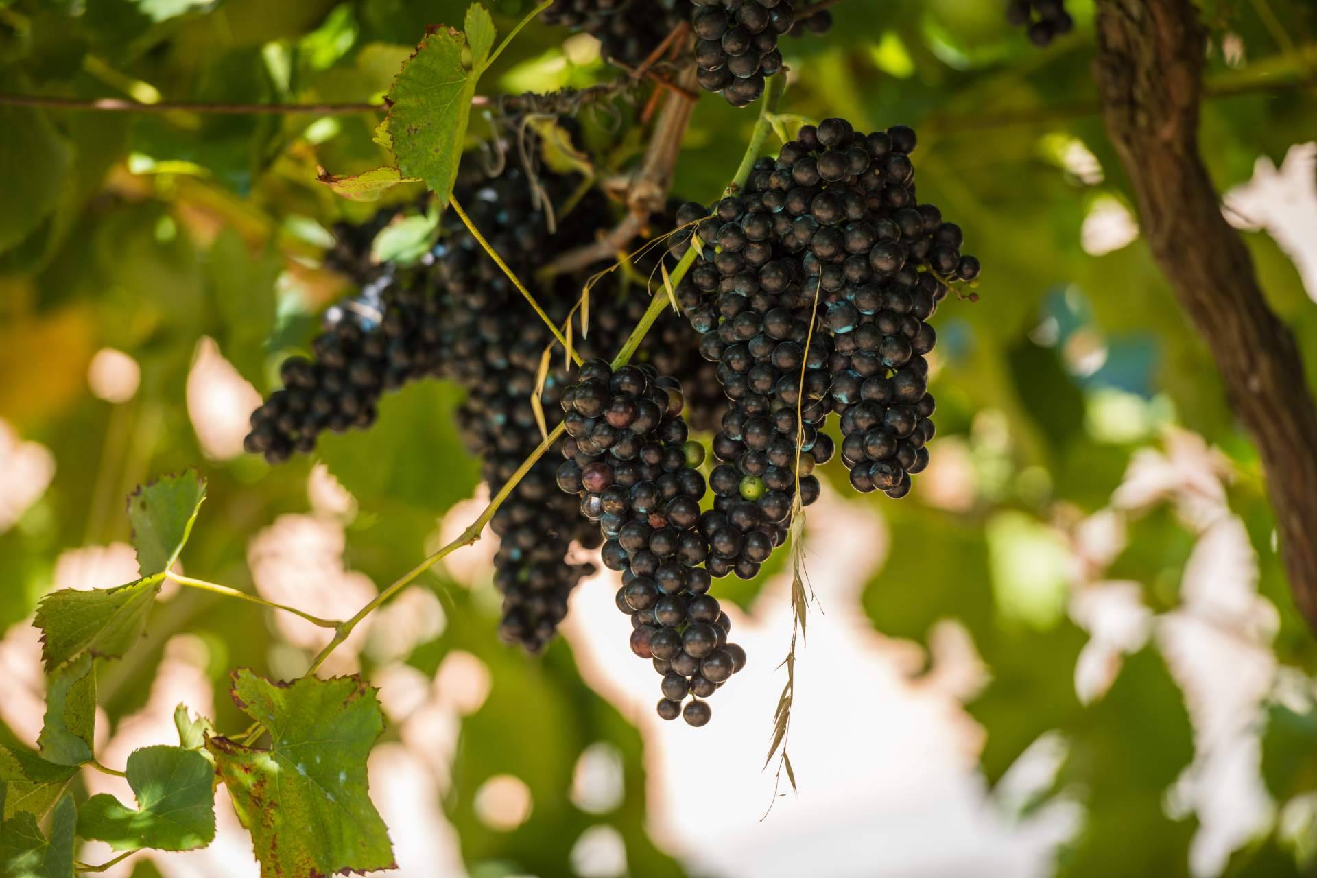Vinos y bodegas de D.O Rías Baixas que no se encuentran en un supermercado