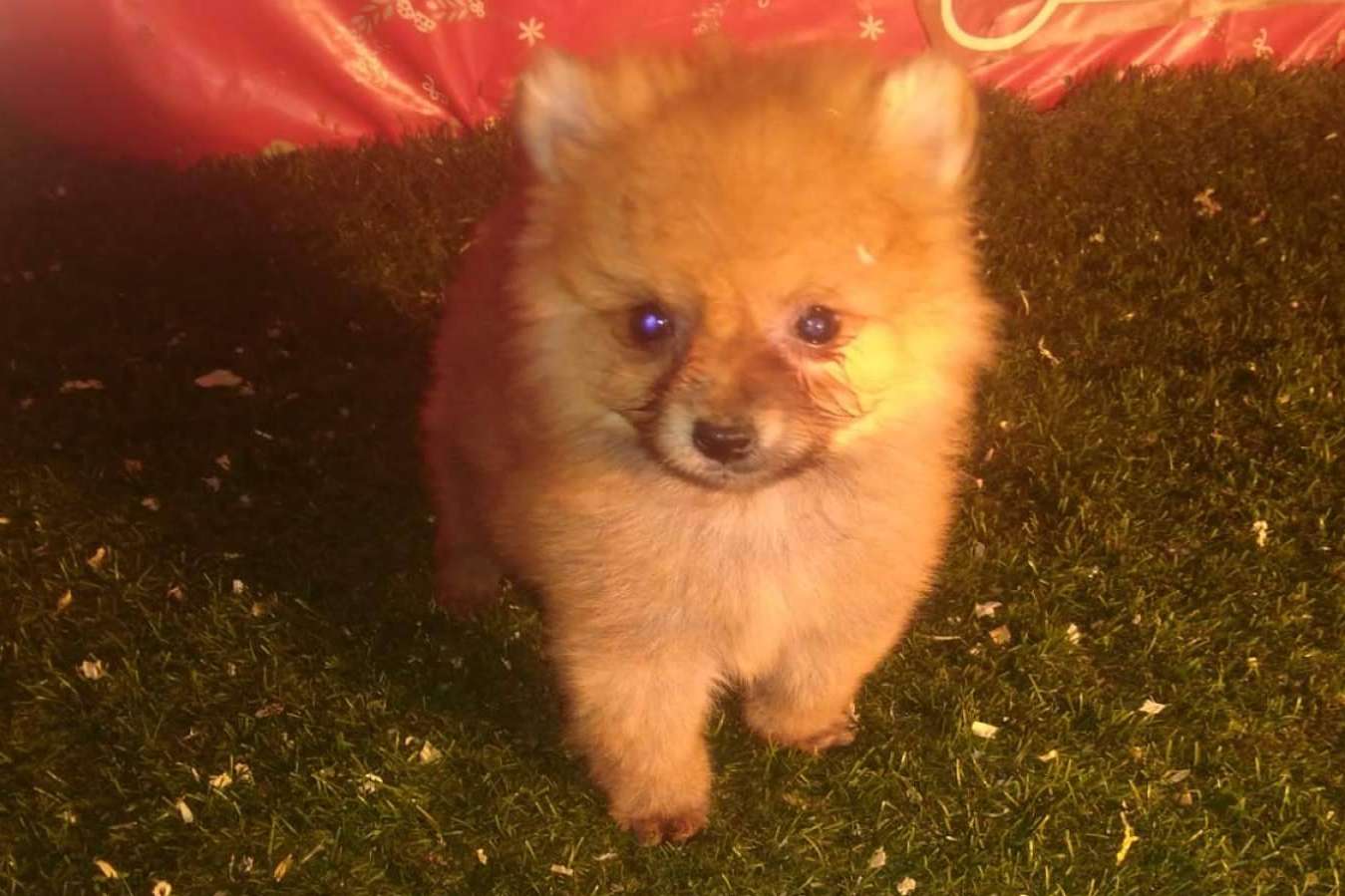 Compra legal y autorizada de caninos, con El Mundo del Cachorro, un criadero de cachorros