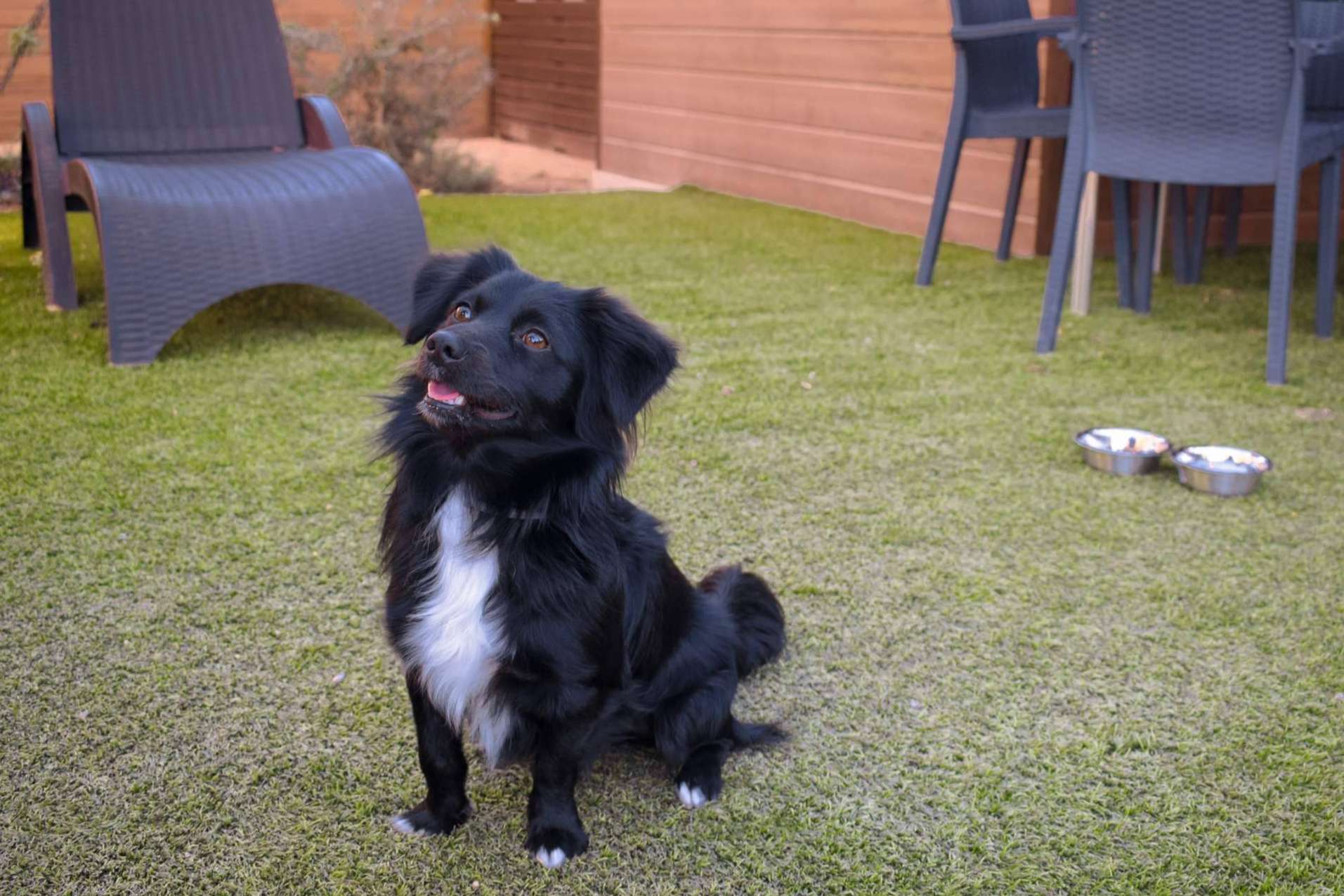 Vacaciones pet friendly con Alannia Resorts