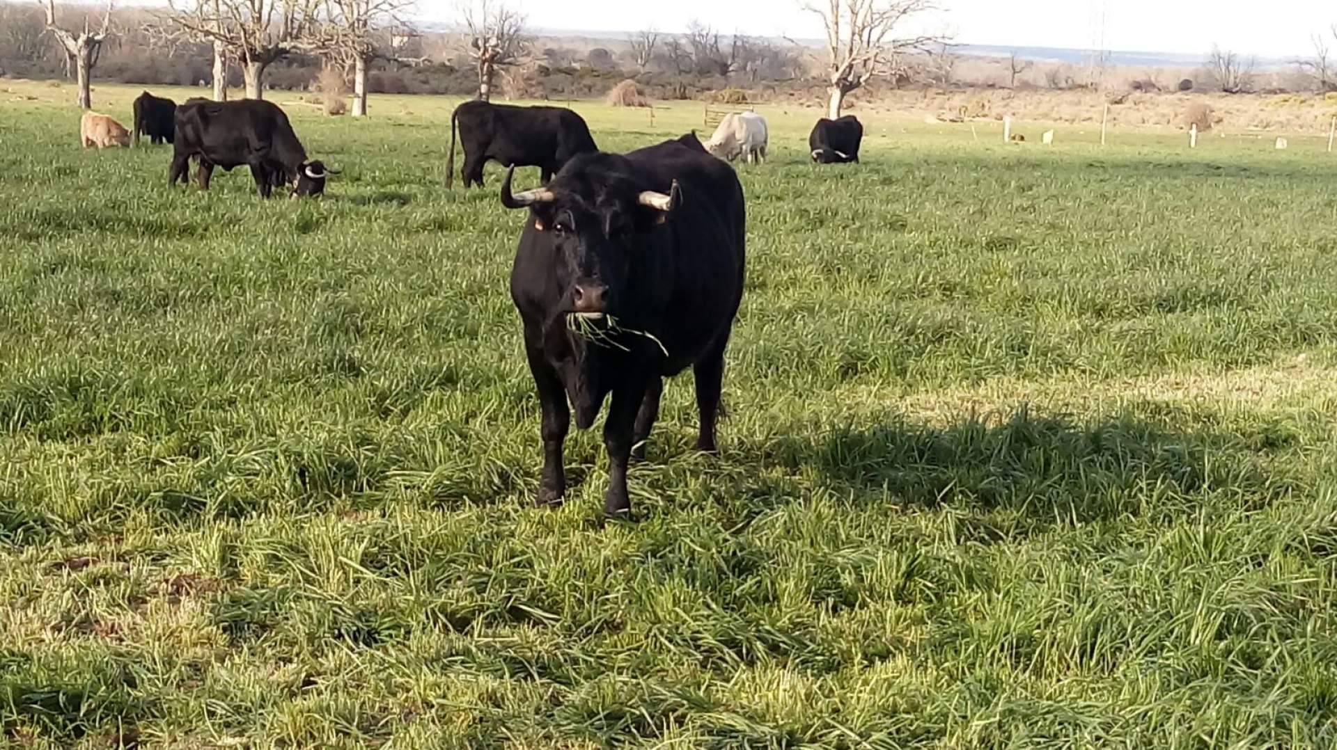 Ternera del Bajo Tormes, carne de calidad inigualable