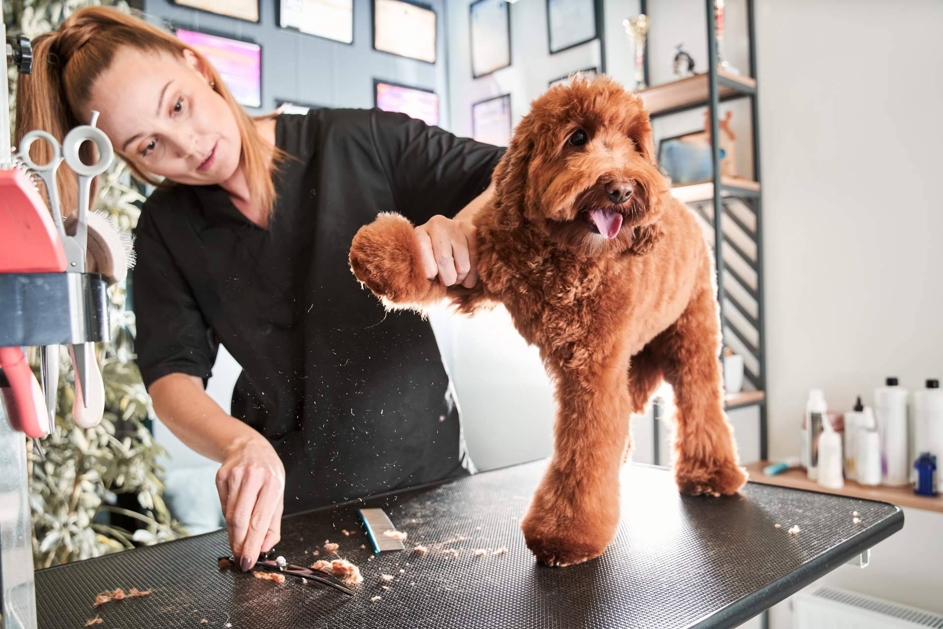 La importancia de los cuidados estéticos para las mascotas, por Perrukings