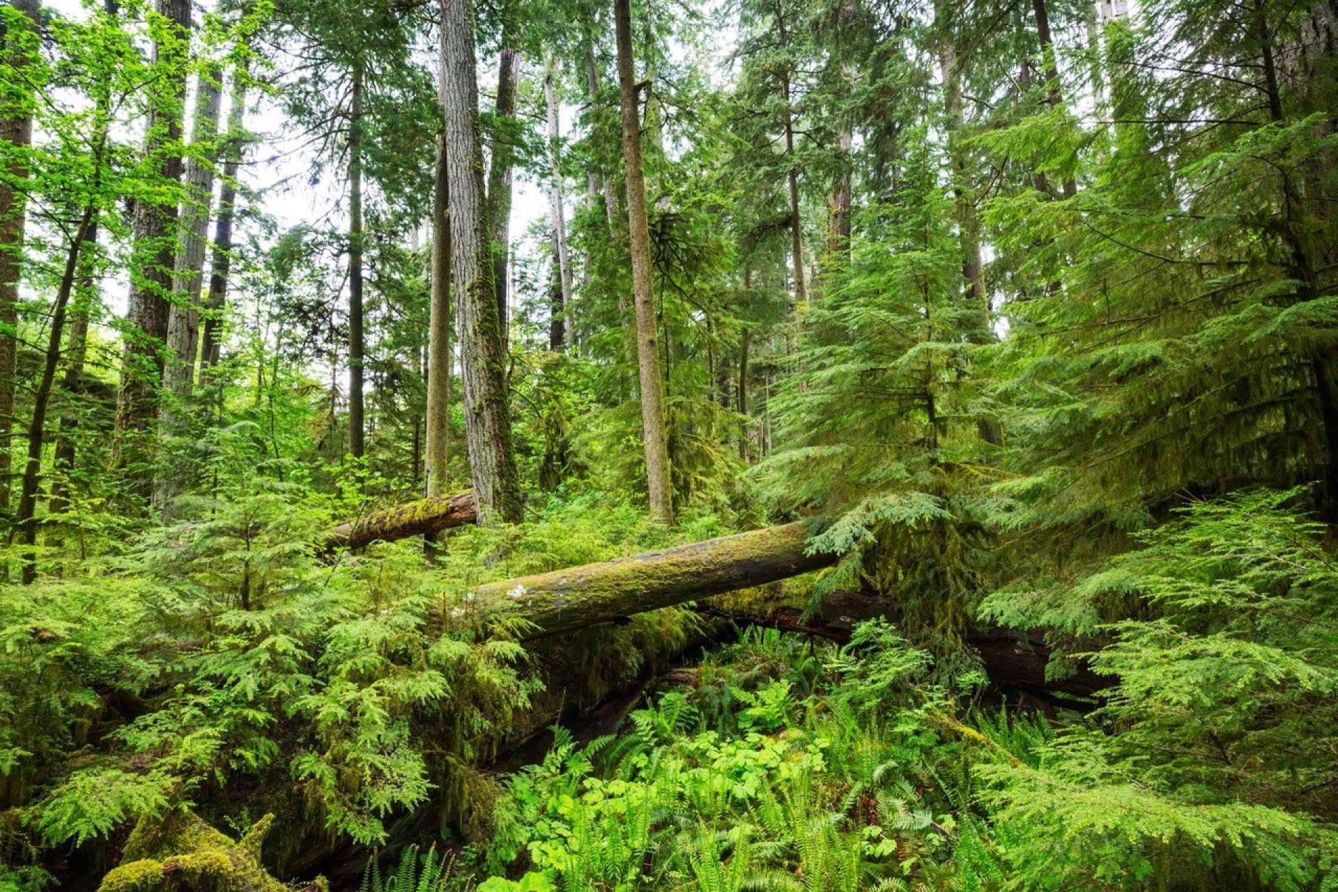 El bosque Cleardent