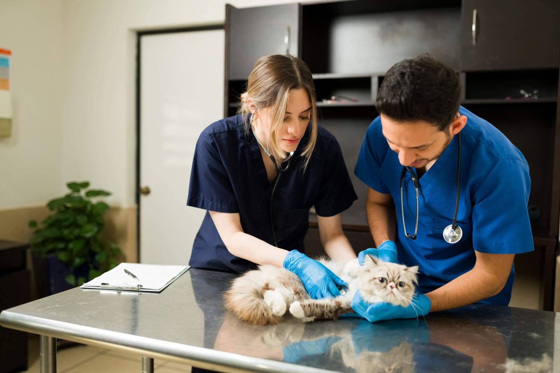 El buscador pet friendly con veterinarios de ADOPTA, la solución perfecta para cuidar de la mascota