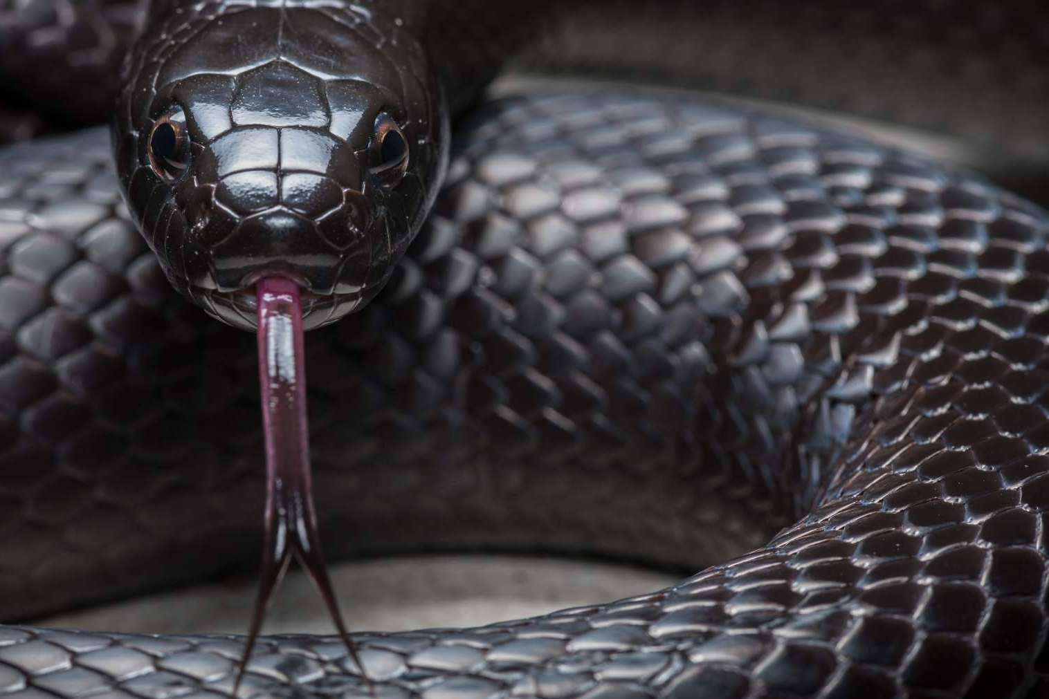 SnakeRoom, el Centro Divulgativo que permite experimentar la interacción con reptiles como serpientes