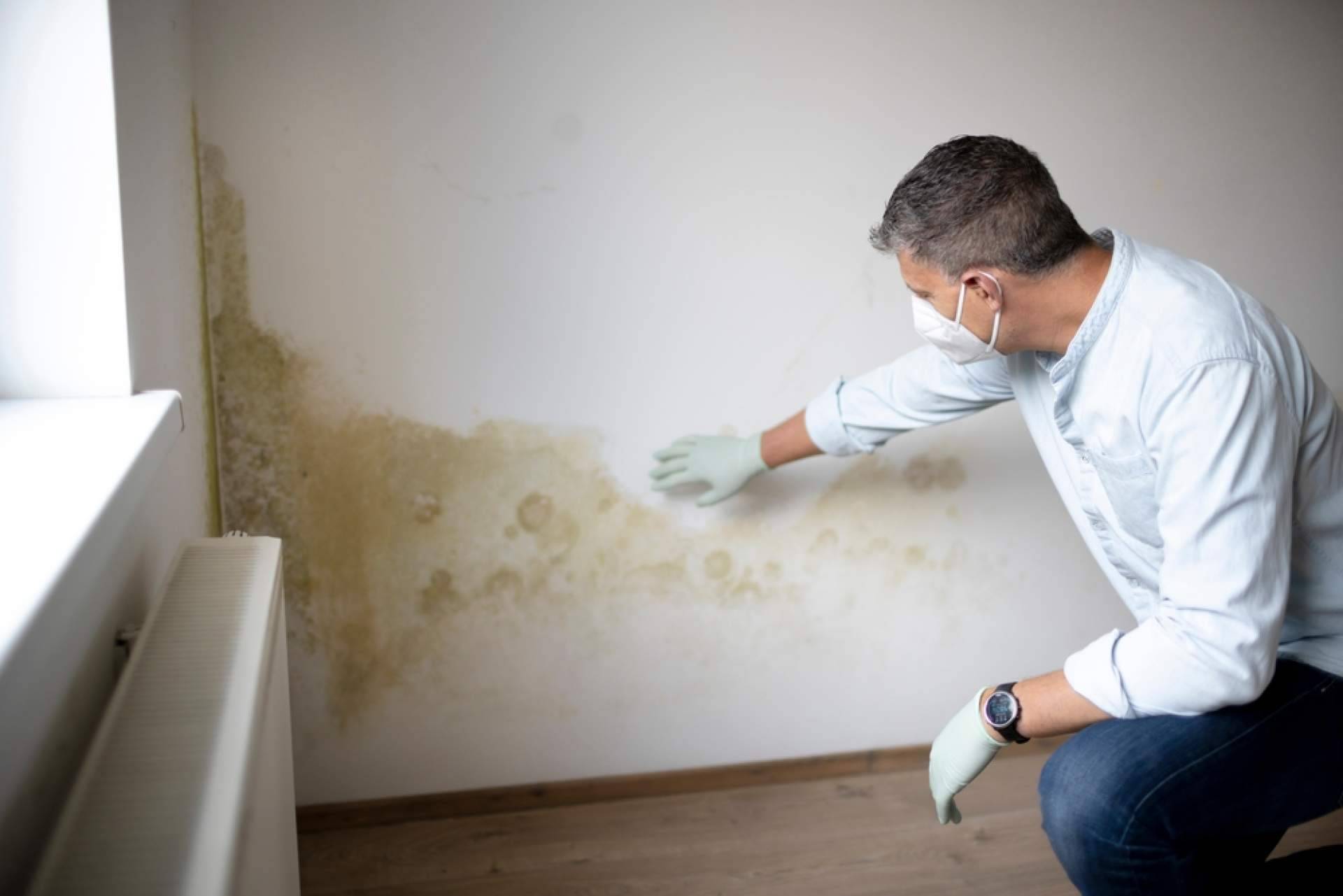 ¿Dónde encontrar servicios de limpieza de humedad en la pared? Preactiva