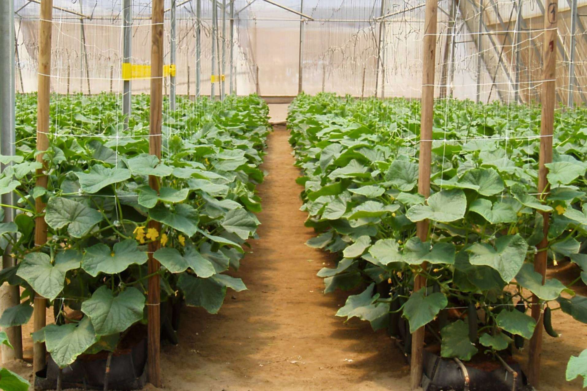 Maximizar el cultivo con sustratos de coco