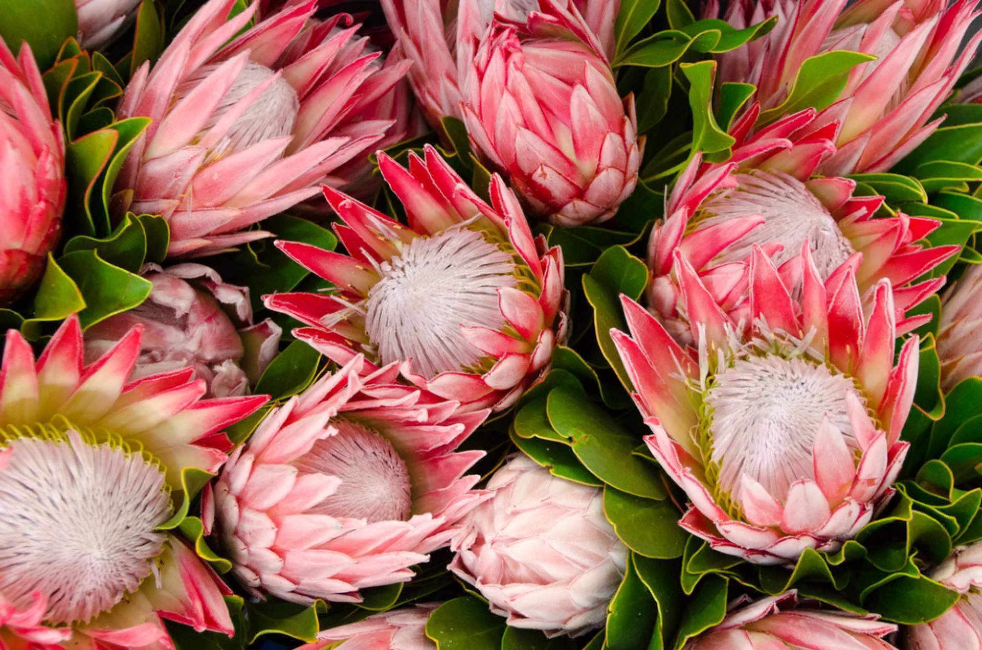 ¿Por qué optar por las flores tropicales?, con Rosistirem