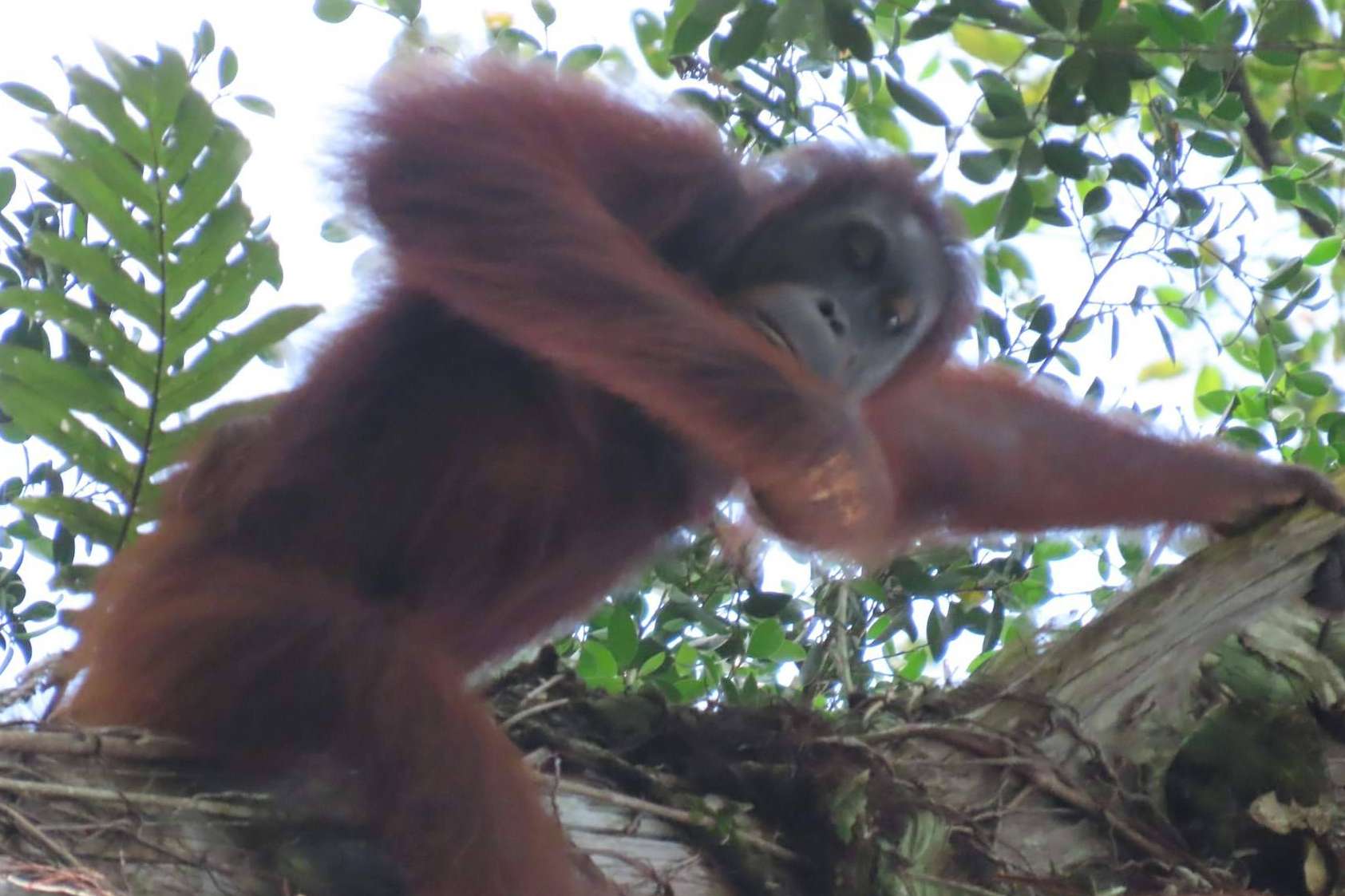 Borneo en otoño, descubriendo el encanto de Sabah; ventajas de una escapada en esta temporada