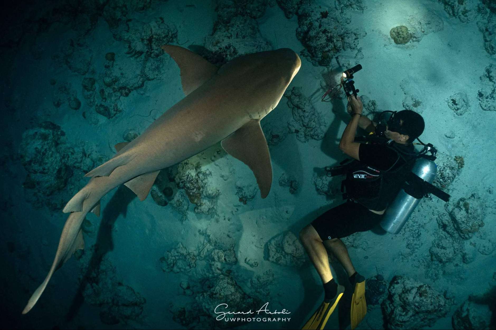 SevenBlue ofrece experiencias de buceo con tiburones