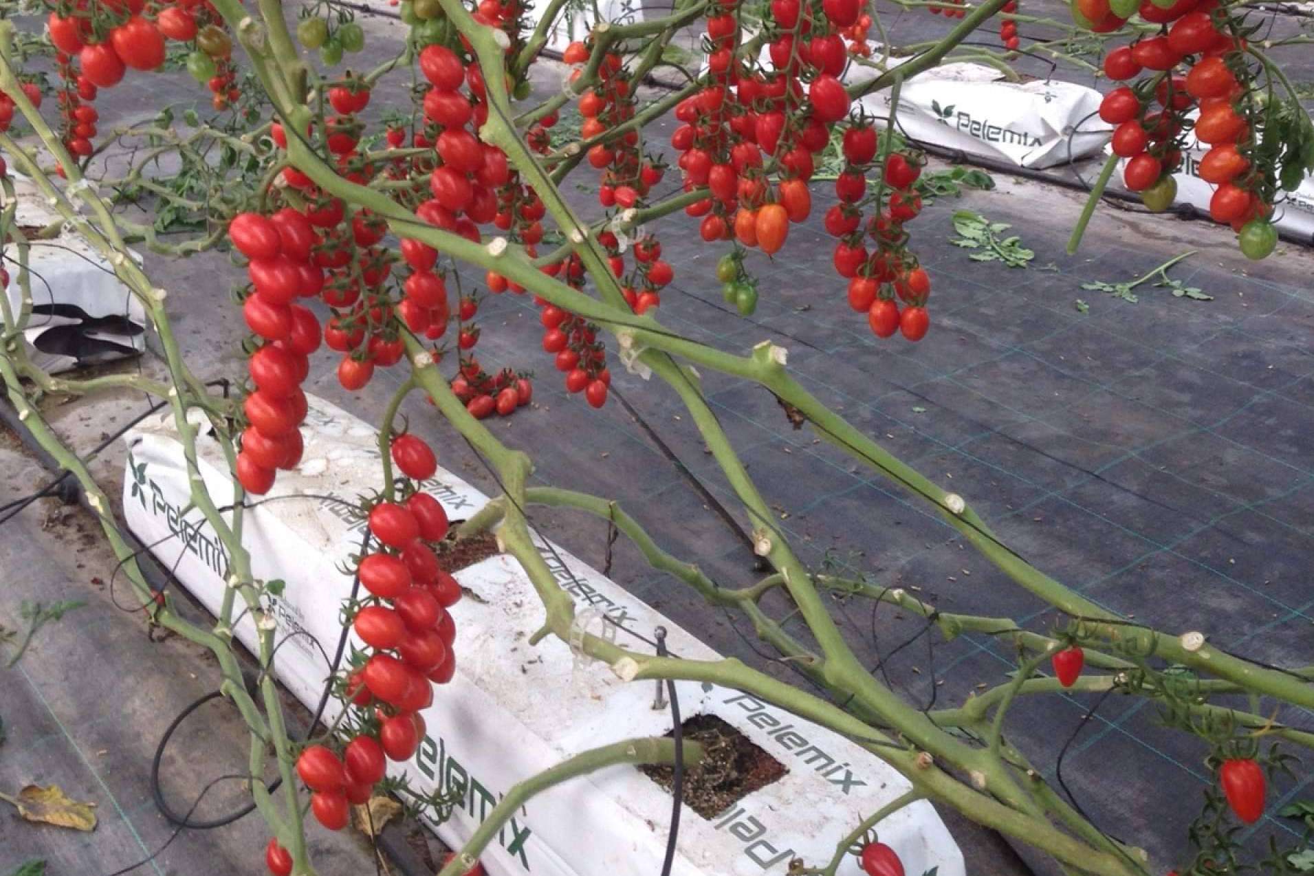Cultivo de tomates, de la mano de Pelemix