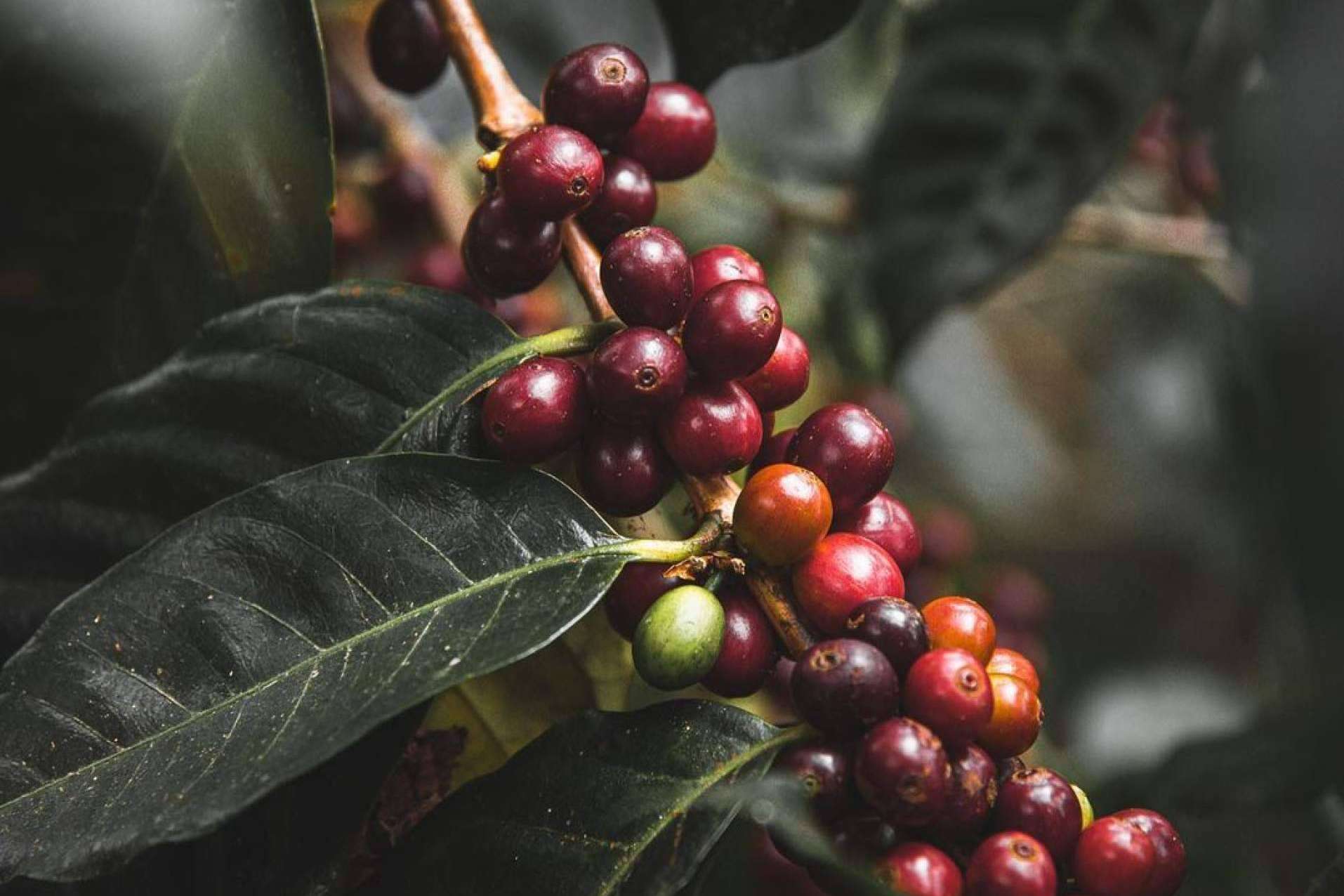 El auge del café de lujo