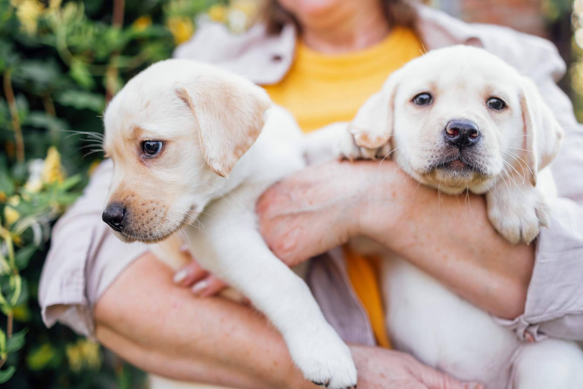 Mascotas Adopción ofrece la posibilidad de encontrar cachorros de razas pequeñas regalados
