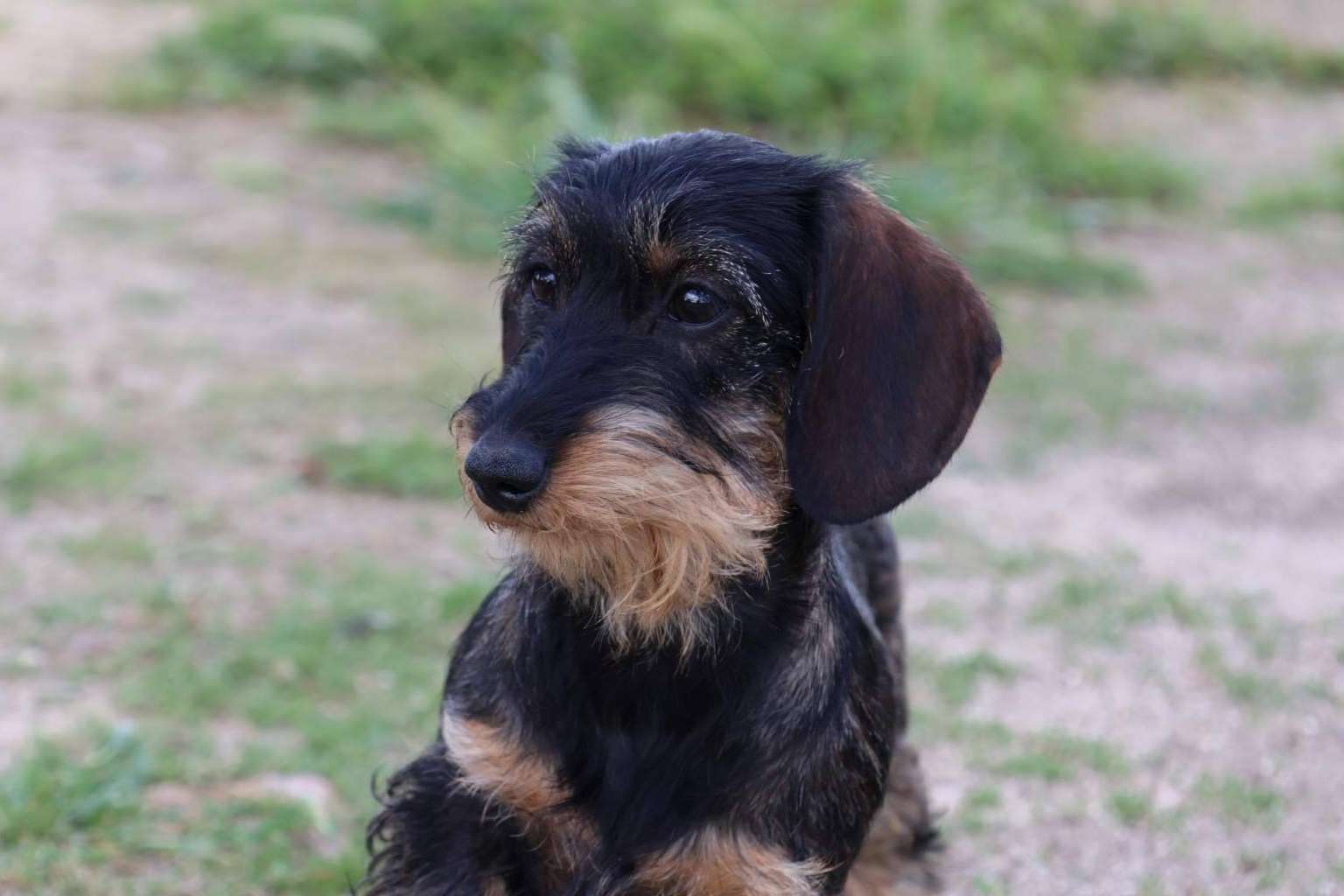 Exportación Internacional de Cachorros; Guía y Compromiso de RAJ Canin FCI