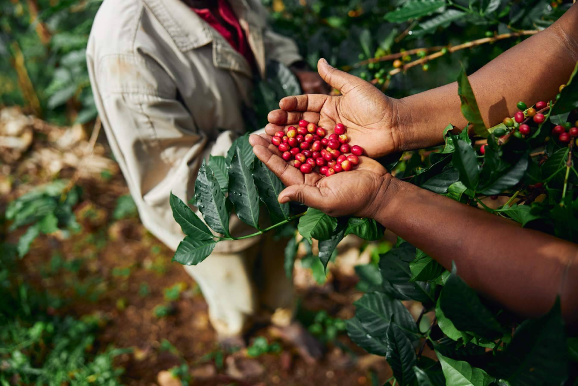 Café de especialidad para oficinas con tueste local y trazabilidad grano a taza