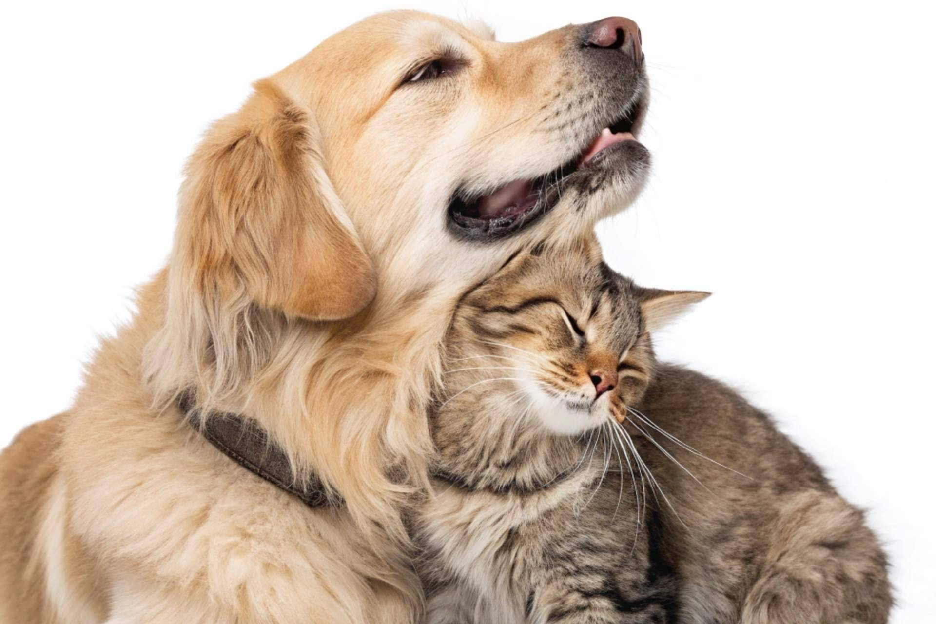 El regalo de la tranquilidad para amantes de los animales; más de 100 patologías genéticas al alcance