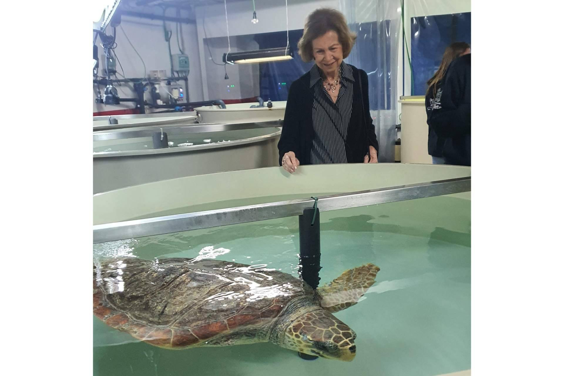 La Fundación Reina Sofía financia un láser para tratar tortugas marinas en la Fundación Palma Aquarium